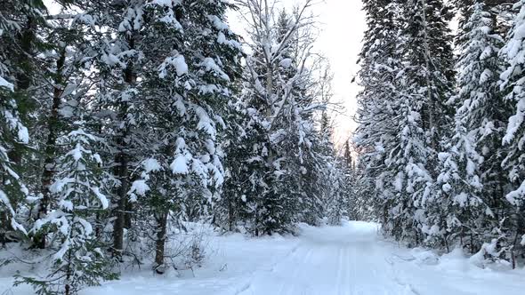 A Walk Through the Winter Forest