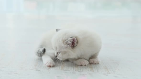 Fluffy Ragdoll Kitten Indoors