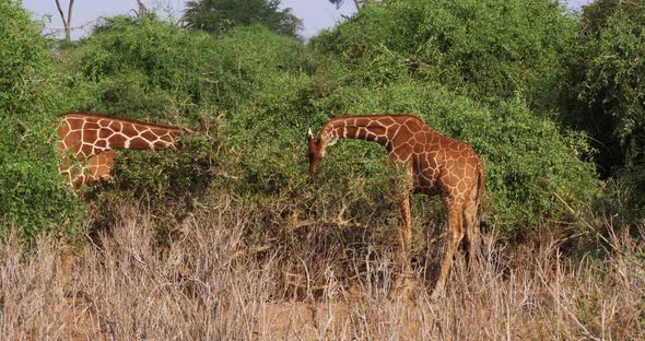 Reticulated Giraffe, giraffa camelopardalis reticulata, Pair eating Leaves, Samburu park in Kenya