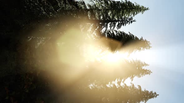 Sun Beams Through Trees alt
