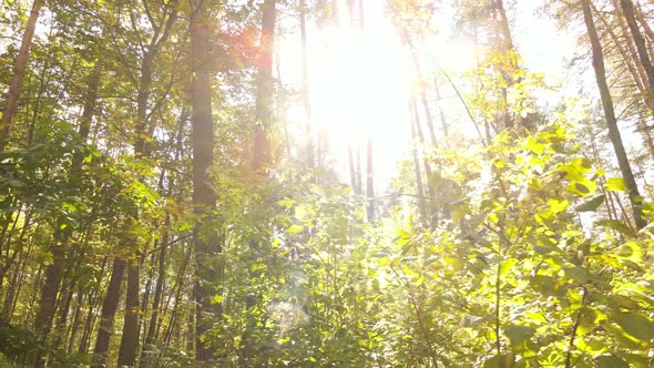 Autumn Forest with Trees By Day