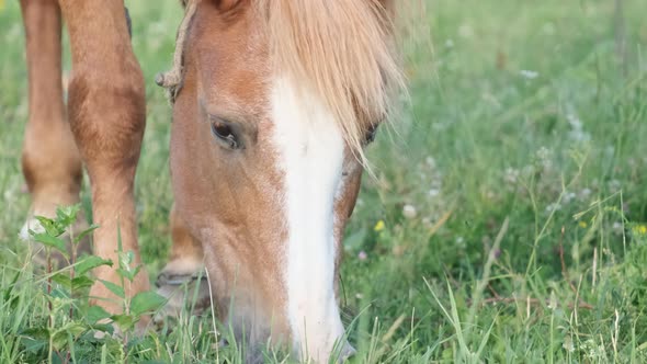 Young Red Horse Grazes Grass on a Green Meadow