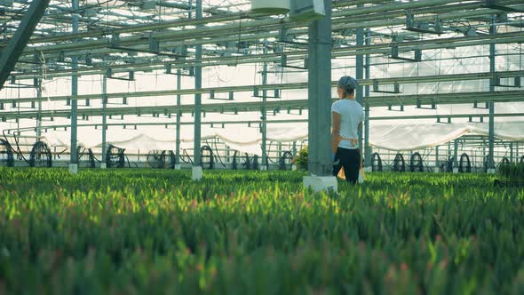 Greenhouse Worker Walks, Holding Tulips in Hands, Agronomic Industry