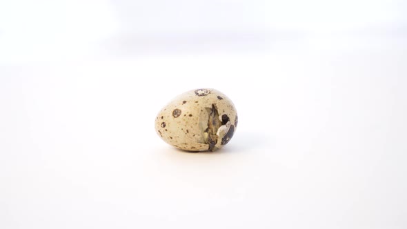 Newborn Quail Egg on White Background