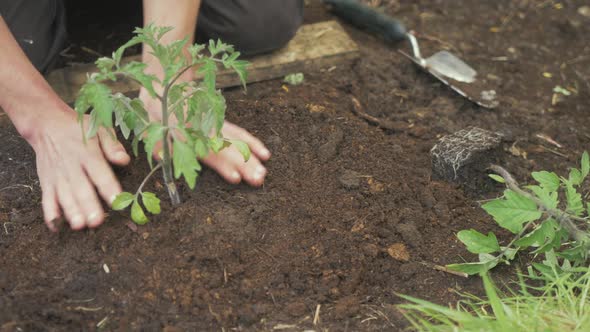 Man kneading soil around base of tomato plant in garden