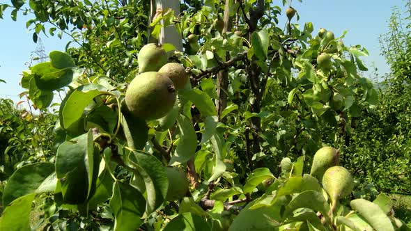 Organic pears with leaves on the branch, pear orchard