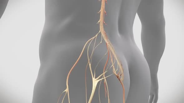 Left lower lower back nerve problem. 3D Medical Animation