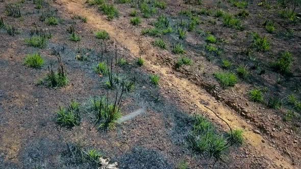 Quick drone shot flying low over a dead field filled with bugs and weeds