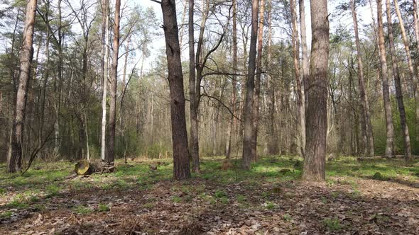 Beautiful Forest Landscape Aerial View Slow Motion