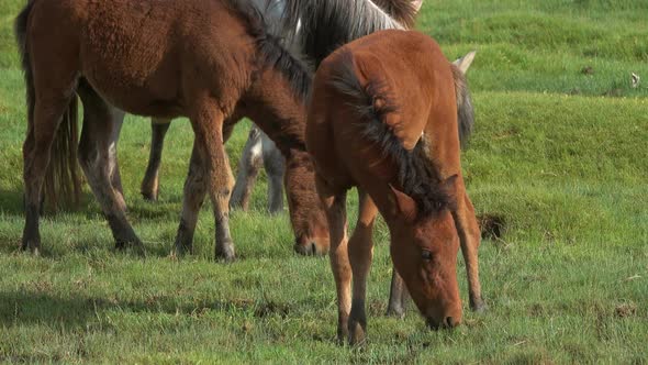 Horses with Foal Grazing in Steppe