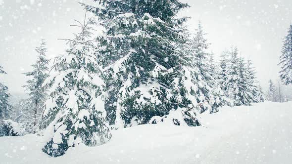 Beautiful Fluffy Snow Tree Branches