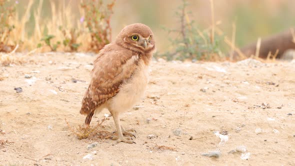 Burrowing Owl in the Desert