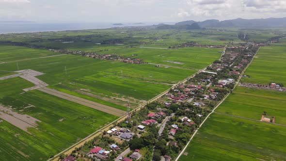 The Paddy Rice Fields of Kedah and Perlis, Malaysia