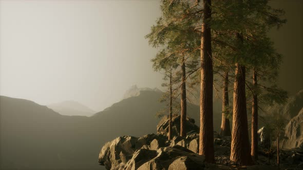 Trees in Fog in Mountains