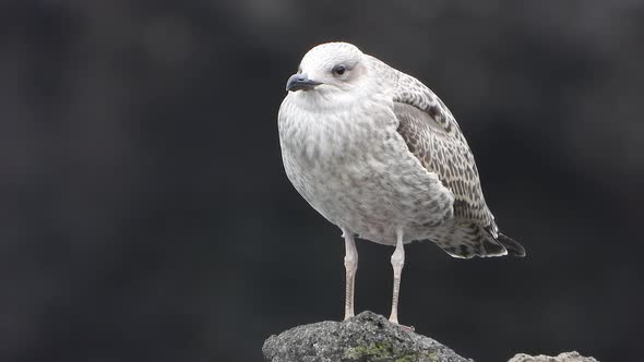 A Beautiful, Clean and Bright Feathered Young Seagull Bird in Natural Environment