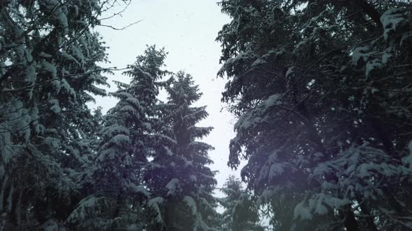 Snow Falling on the Pine Trees in the Woods