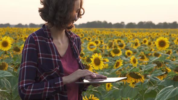 Smart Farming. Female Hands Hold Tablet On Organic Farm, Sunflower Field, Plantation Of Sunflowers