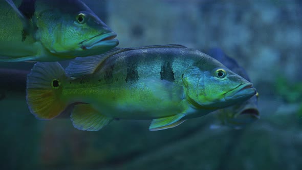 A school of fish swimming