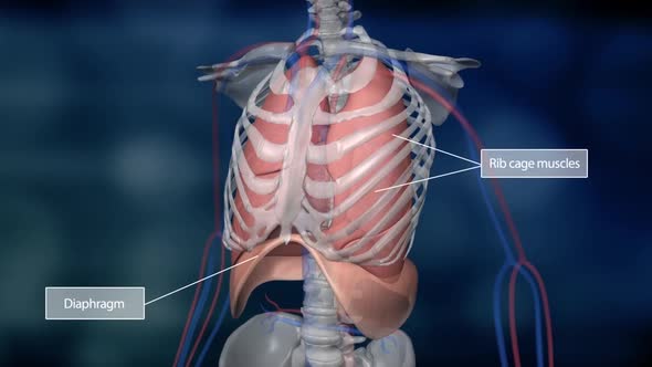 Human skeleton in blue background.Animated illustration of lung and aperture