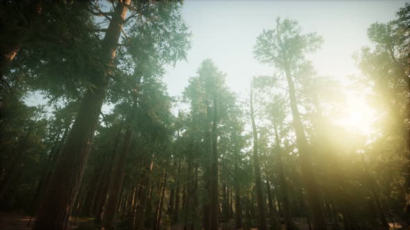 Redwood Forest Foggy Sunset Scenery