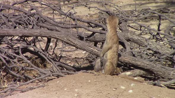 Cute and curious African Meerkat looks around on breezy Kalahari day