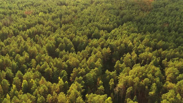 Aerial View Of Green Forest Landscape