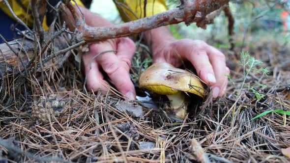 Mushroom picker in the forest cuts mushrooms with a knife