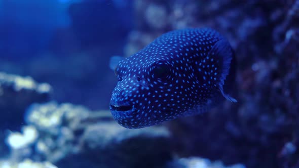 Arothron Meleagris, Commonly Known As the Guineafowl Puffer or Golden Puffer