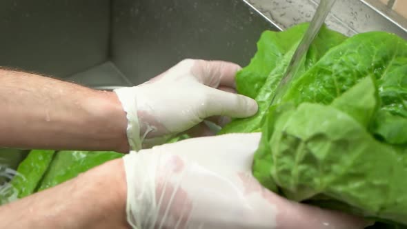 Hands Washing Fresh Lettuce.