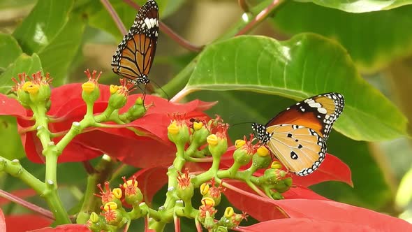 Butterflies on Flowers Summer Butterfly on a Yellow Daylily Foreground Very Beautiful Blue Butterfly