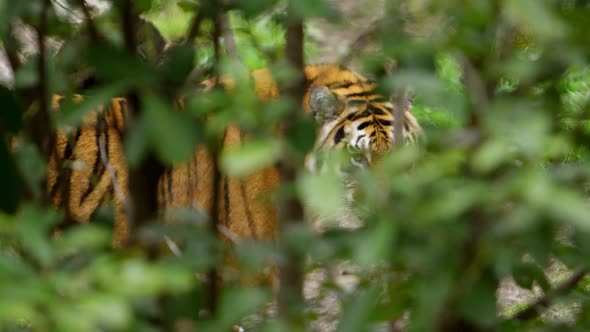 tiger using forest as camouflage makes eye contact as camera zooms in.