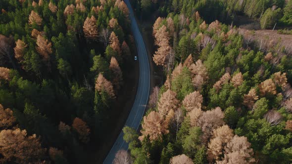 Closeup road between yellow and green autumn forest