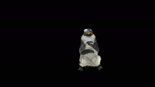 Penguin Dancing 4K