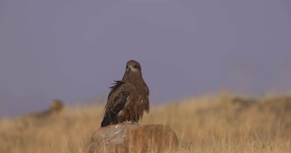 Black Kite Bird Sitting On A Rock While Looking In The Distance. - wide static