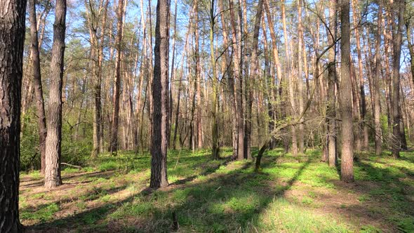 Forest with Pine Trees During the Day POV