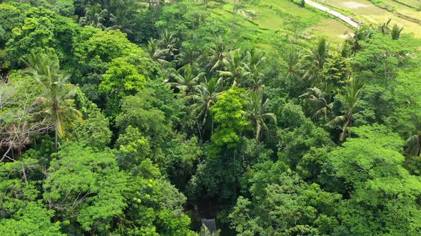 Aerial View of Rice Terraces. Landscape with Drone. Bali, Indonesia.