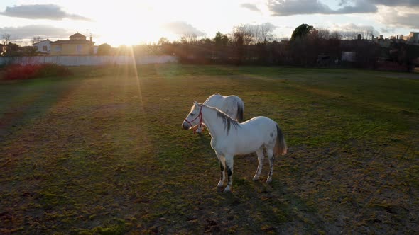 Two white horses grazing on pasture at sunrise