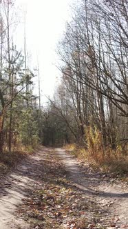 Vertical Video of an Autumn Forest During the Day