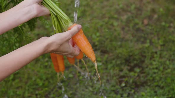 Women Farmer Washes Carrots in the Kitchengarden