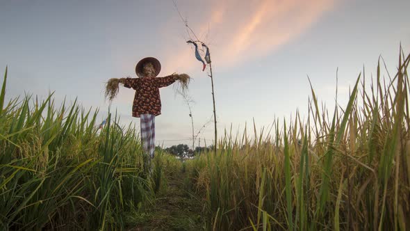 Scarecrows standing at green rice field at Penang, Malaysia.