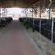 Milky cows feeding on barn farm. Loose housing sytem. - VideoHive Item for Sale