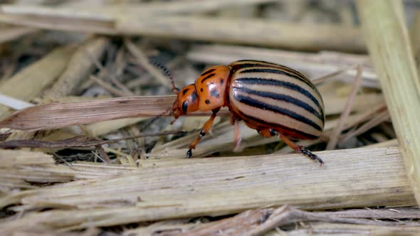 Extreme close up of Colorado potato beetle crawling on harvested wheat field in nature  - Entomology