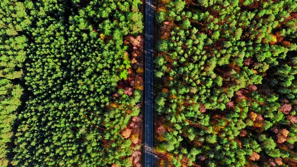 Forest and asphalt road in autumn. Aerial view of transportation.