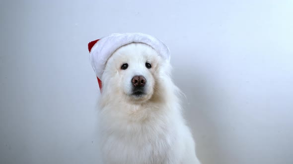 White Samoyed dog preparing for the Christmas holidays and the new year.