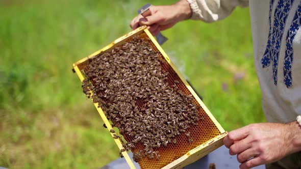 Bee frame in man's hands. Beekeeper holding and inspecting the honeycombs on the wooden frame