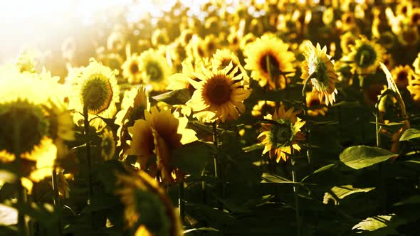 Sunflower Field Landscape at Sunset