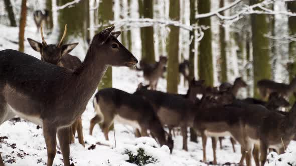 A fallow deer couple guarding the herd in a winter forest,snow,Czechia.