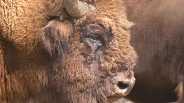 Macro shot of wild european bison buffalo playing with tongue during beautiful day in nature.
