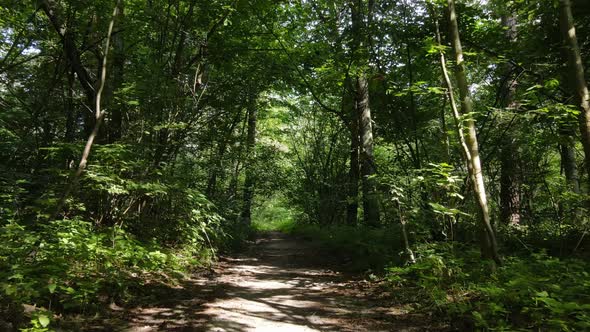 Green Forest with Trees By Day