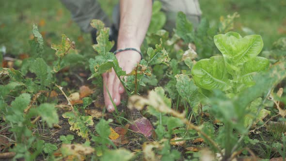 Harvesting pulling single organically grown turnip from soil. MEDIUM SHOT